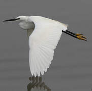 Little Egret