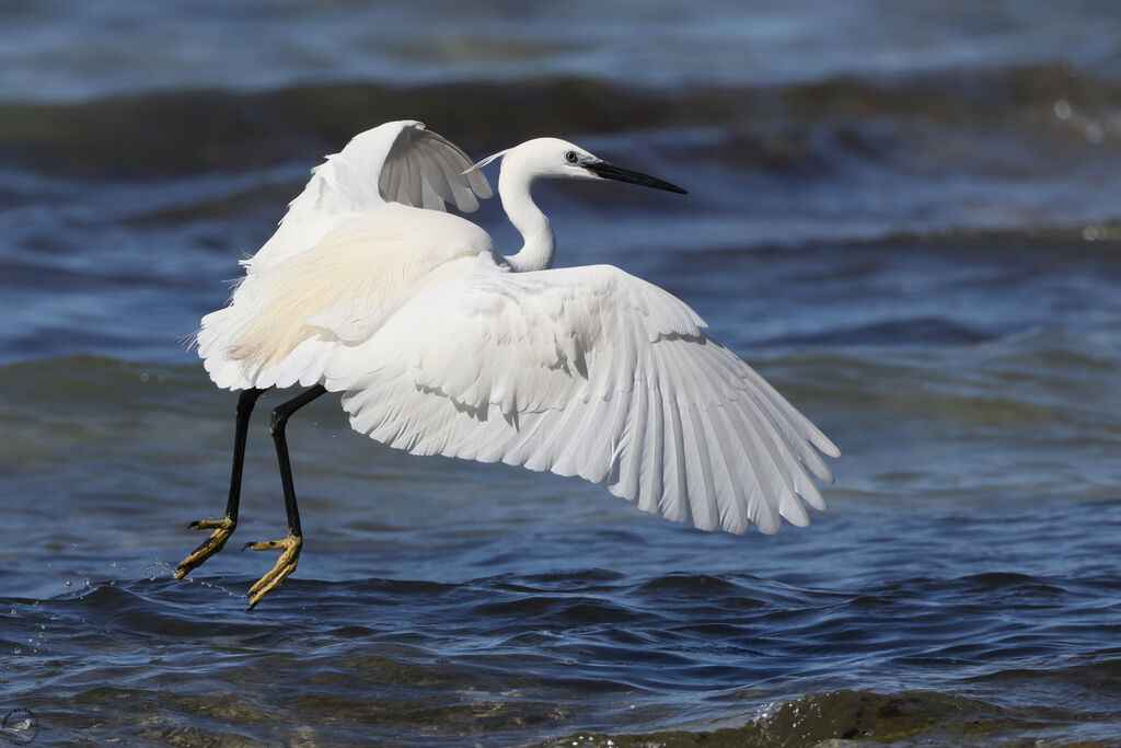 Aigrette garzette
