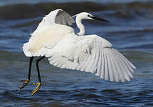 Aigrette garzette