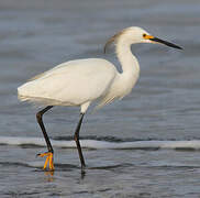 Aigrette neigeuse