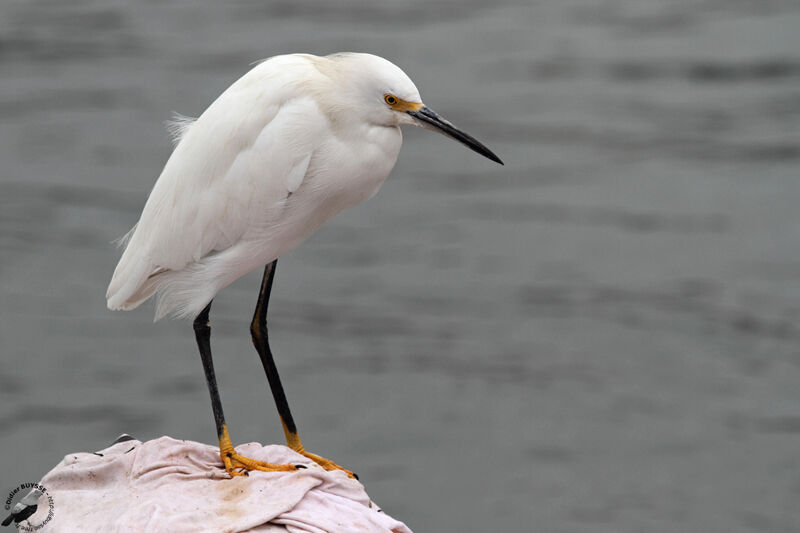 Aigrette neigeuseadulte, identification