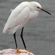 Aigrette neigeuse