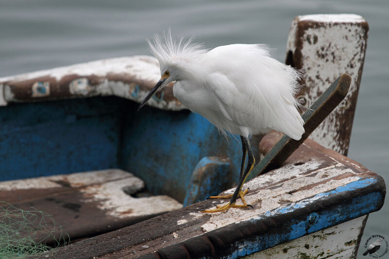 Snowy Egretadult, identification