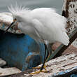 Aigrette neigeuse