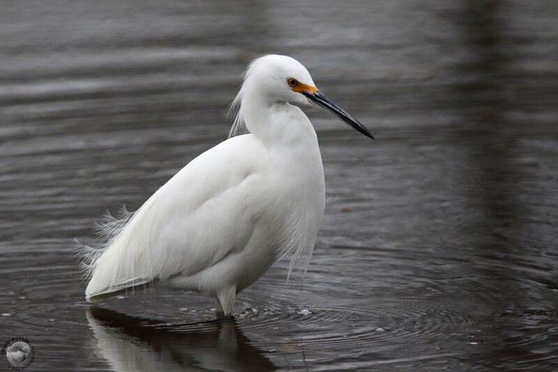 Snowy Egretadult post breeding, identification