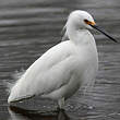 Aigrette neigeuse