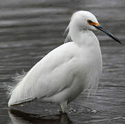 Aigrette neigeuse