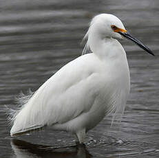 Aigrette neigeuse