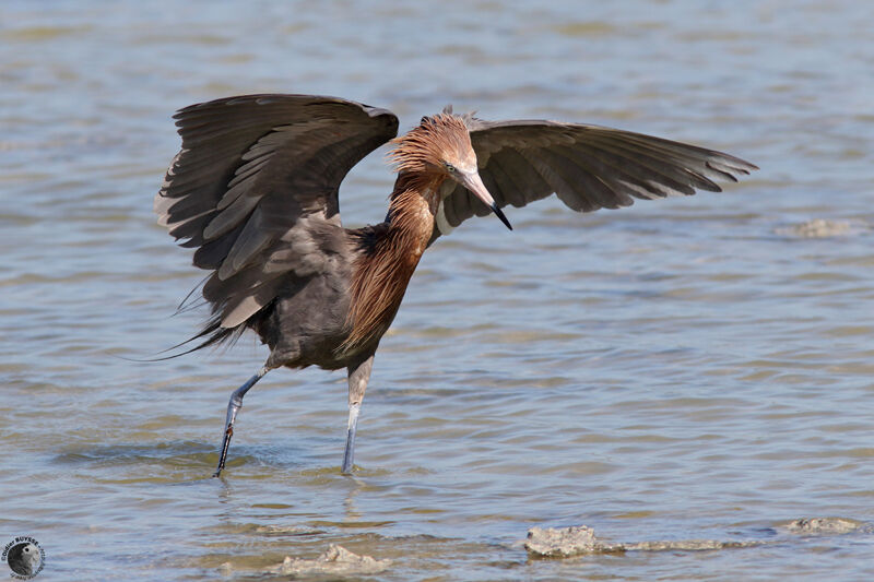 Reddish Egretadult, identification, fishing/hunting