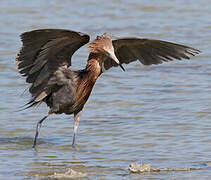 Reddish Egret