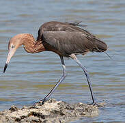 Reddish Egret