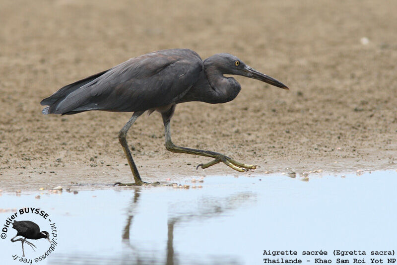 Aigrette sacréeadulte