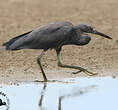 Aigrette sacrée