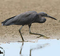 Aigrette sacrée