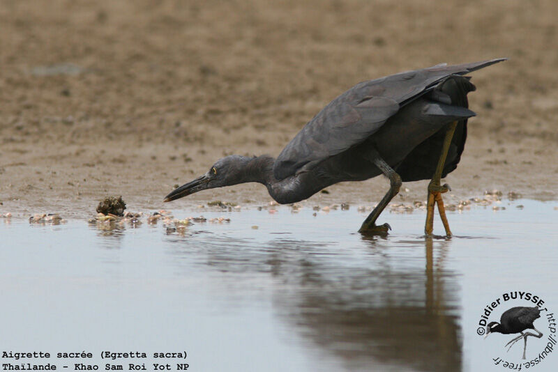 Aigrette sacréeadulte