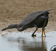 Pacific Reef Heron