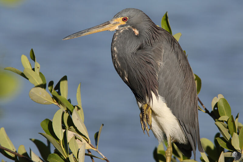 Tricolored Heronimmature, close-up portrait