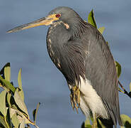 Tricolored Heron