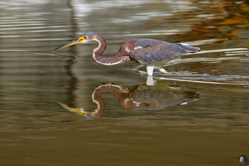 Aigrette tricoloreadulte, identification, pêche/chasse