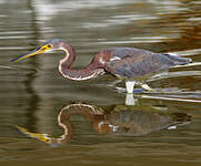 Aigrette tricolore