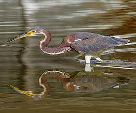 Aigrette tricolore