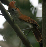 White-lined Antbird