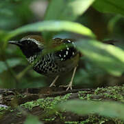 Squamate Antbird