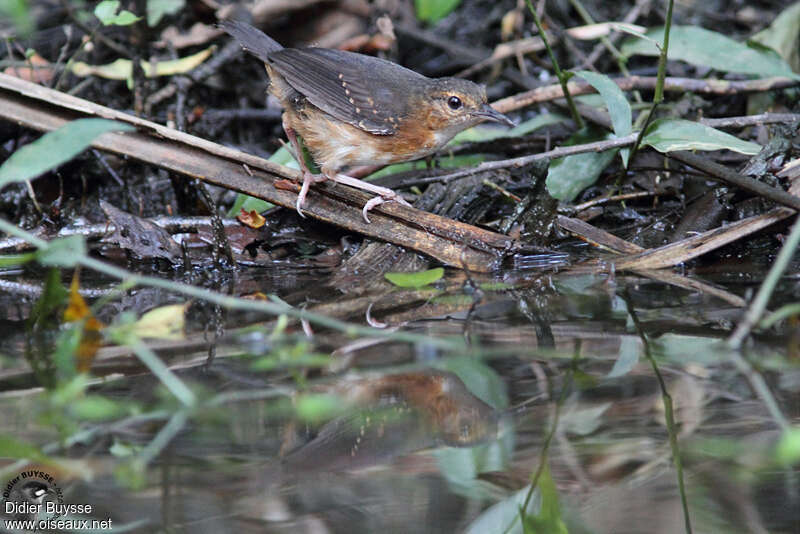 Silvered Antbird female adult, identification