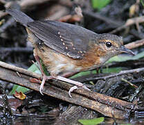 Silvered Antbird