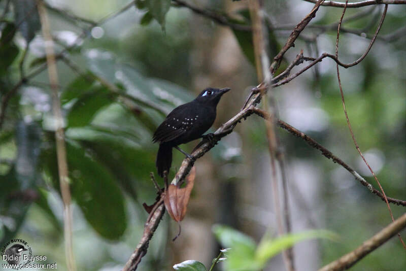 Plumbeous Antbird male adult, identification