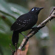 Plumbeous Antbird