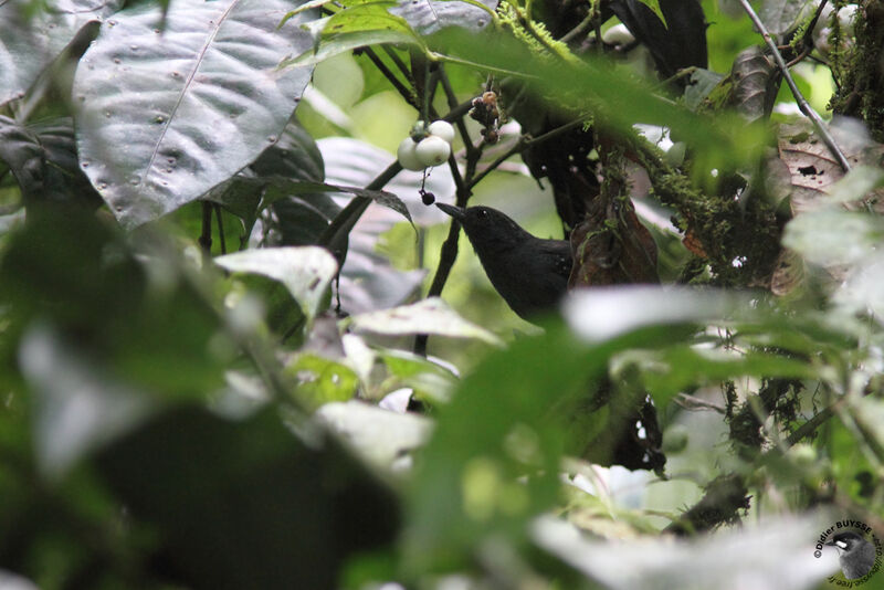 Spot-winged Antbird male adult, identification