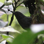 Spot-winged Antbird