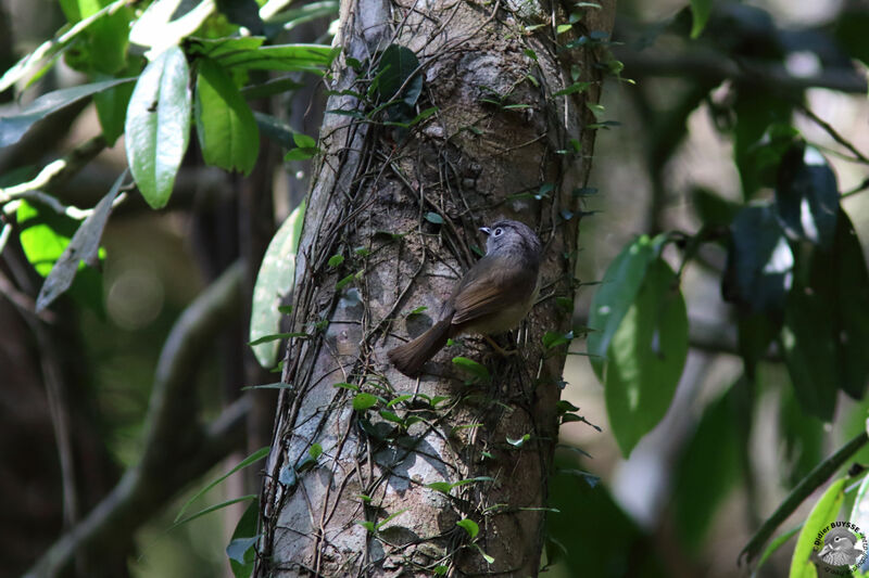 Grey-cheeked Fulvettaadult breeding, identification