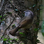 Grey-cheeked Fulvetta