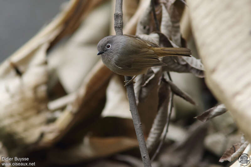 Grey-cheeked Fulvettaadult, identification