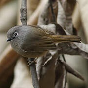 Grey-cheeked Fulvetta