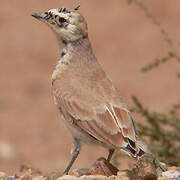 Temminck's Lark