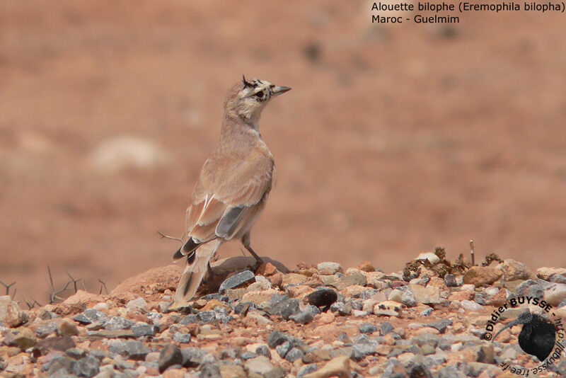 Temminck's Lark male First year