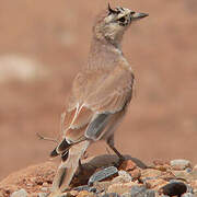 Temminck's Lark