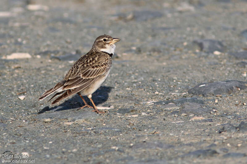 Calandra Lark, identification