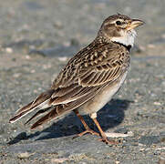 Calandra Lark