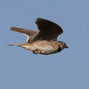 Calandra Lark