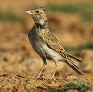 Calandra Lark