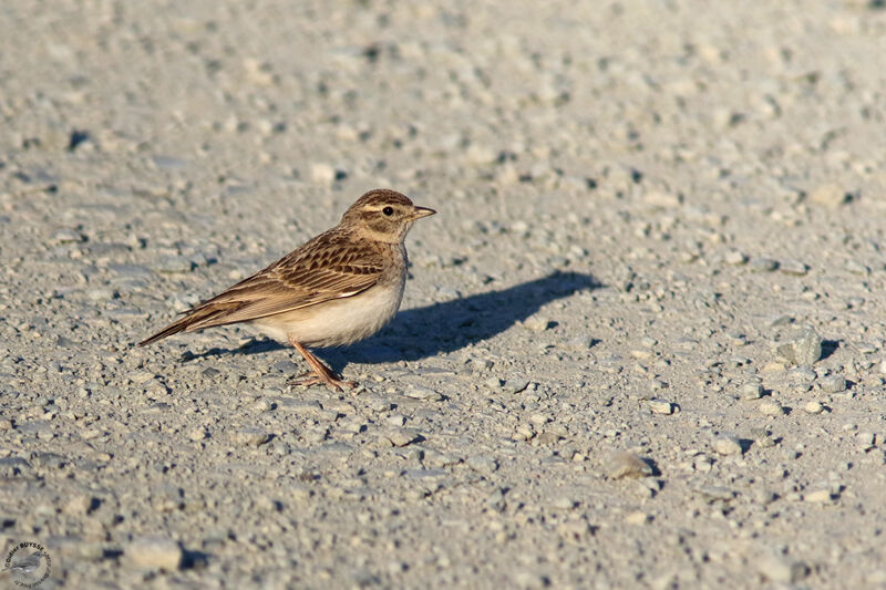 Greater Short-toed Larkadult, identification, habitat