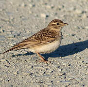 Greater Short-toed Lark