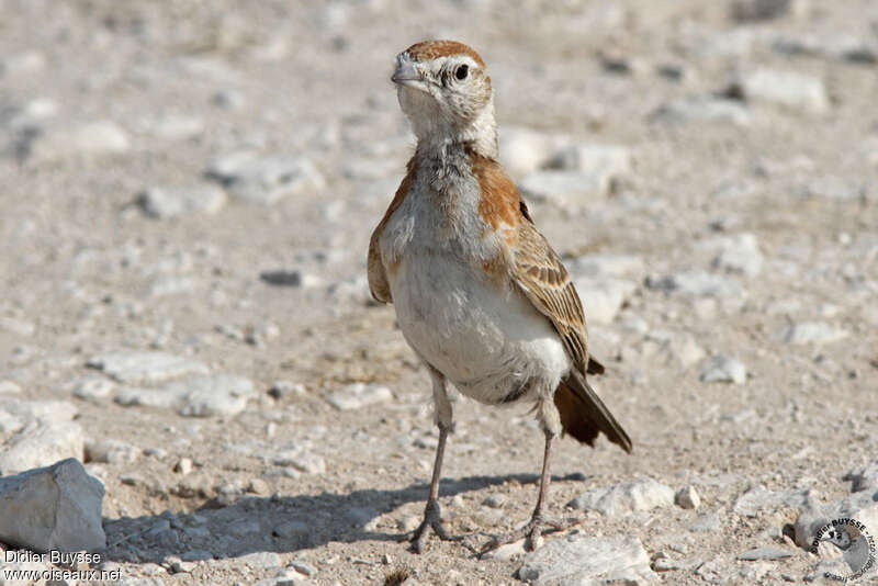 Red-capped Larkadult, identification