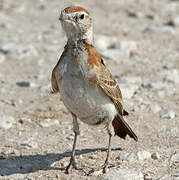 Red-capped Lark