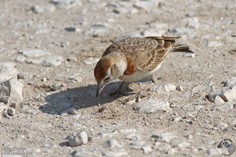 Red-capped Larkadult, identification