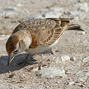 Red-capped Lark